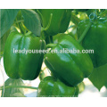 MSP02 Youlv hybrid jade green bell pepper seeds from chinese vegetable seeds